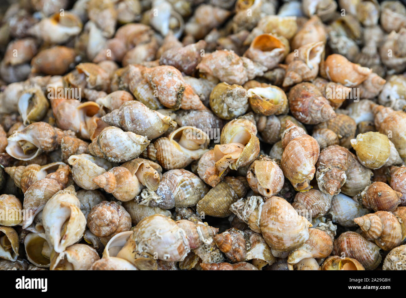 Bulots bulot français au marché de Dieppe en France Banque D'Images