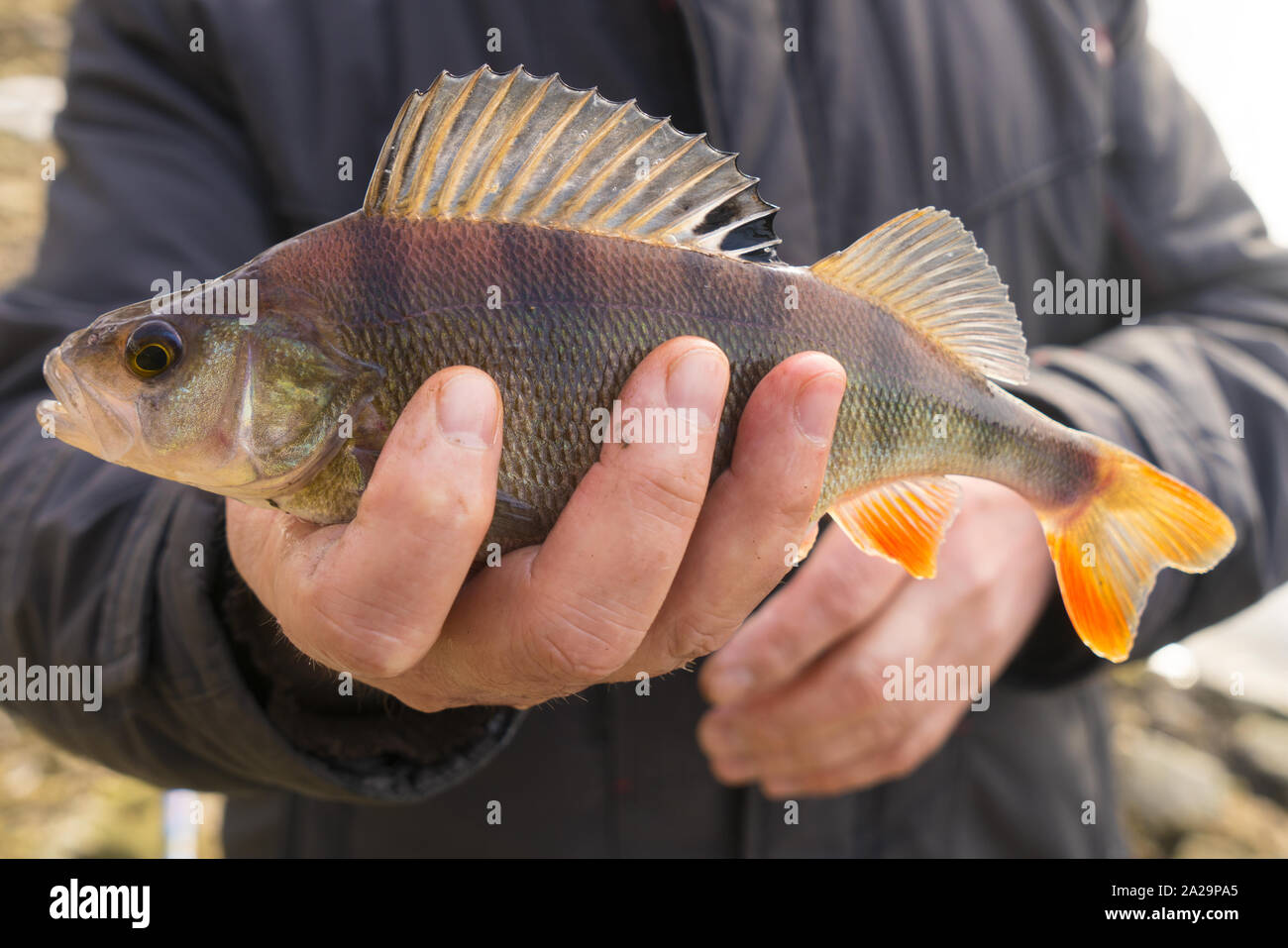 La perche commune dans la main du pêcheur Banque D'Images