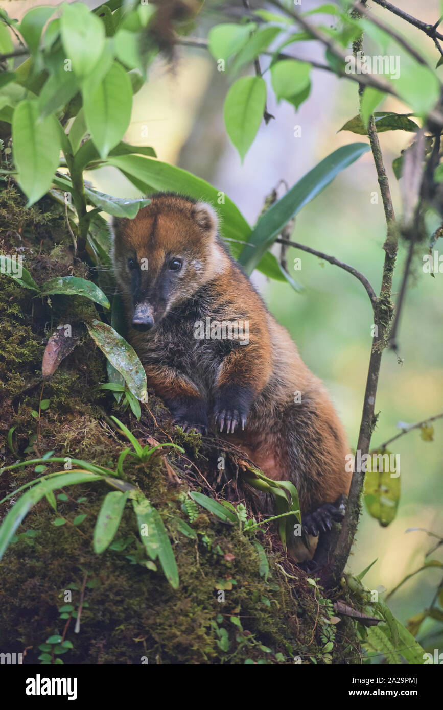 South American coati (Nasua nasua), Copalinga, Podocarpus National Park, Zamora, Equateur Banque D'Images