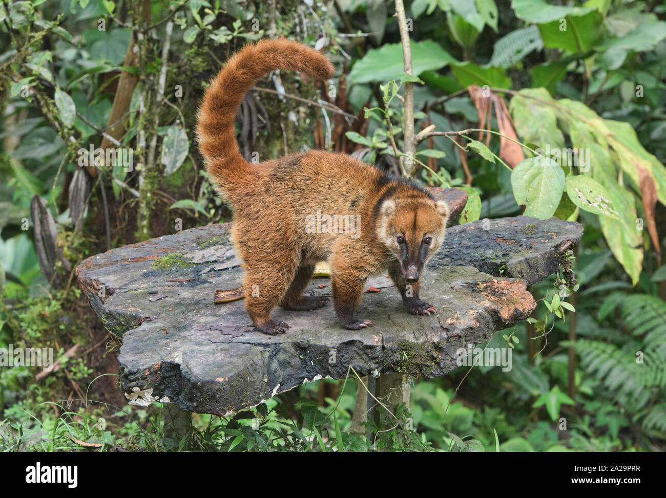 South American coati (Nasua nasua), Copalinga, Podocarpus National Park, Zamora, Equateur Banque D'Images