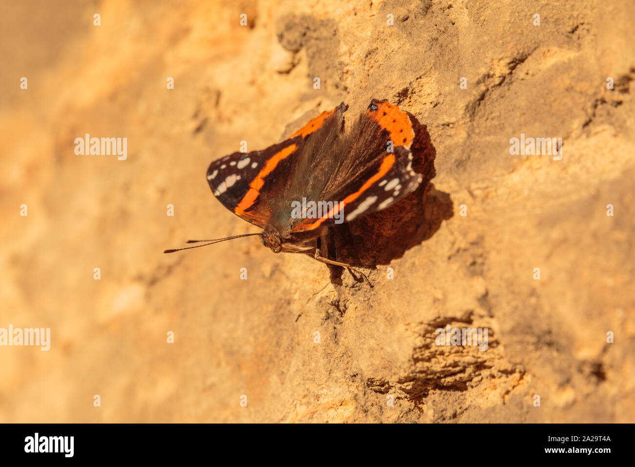 Papillon de couleur marron sur un mur de la maison sur une journée ensoleillée sur le déménagement. Avec les insectes ailes orange et brun ainsi que les antennes et les yeux en macro shot Banque D'Images