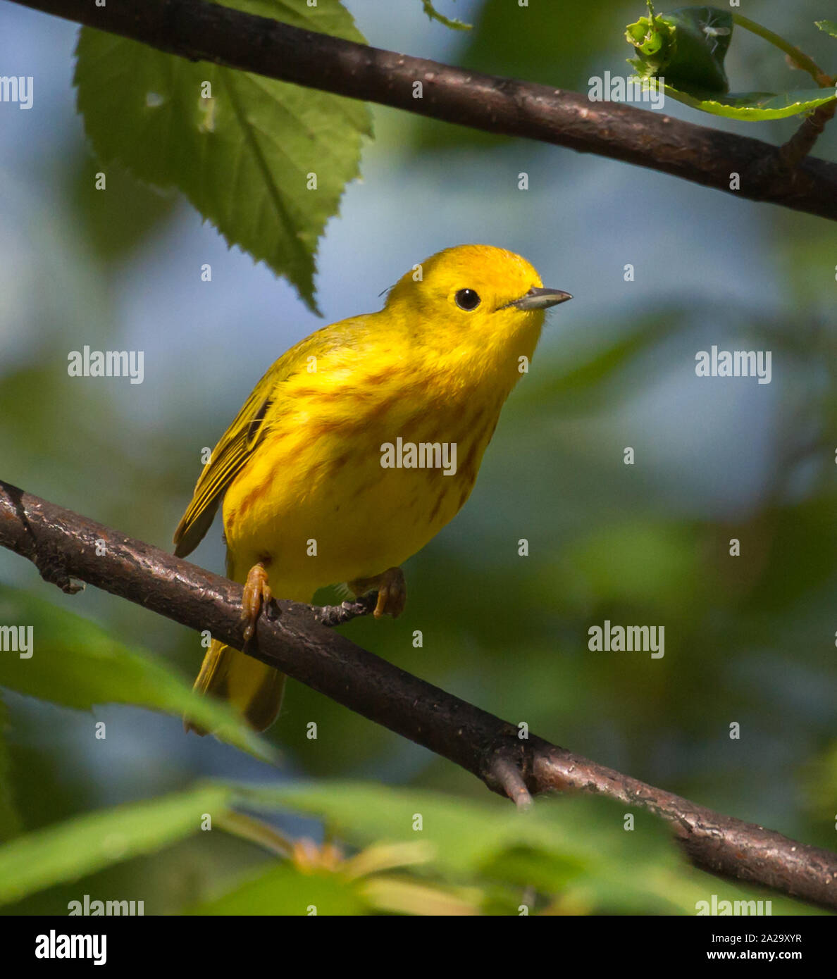 Paruline jaune en Alaska Banque D'Images