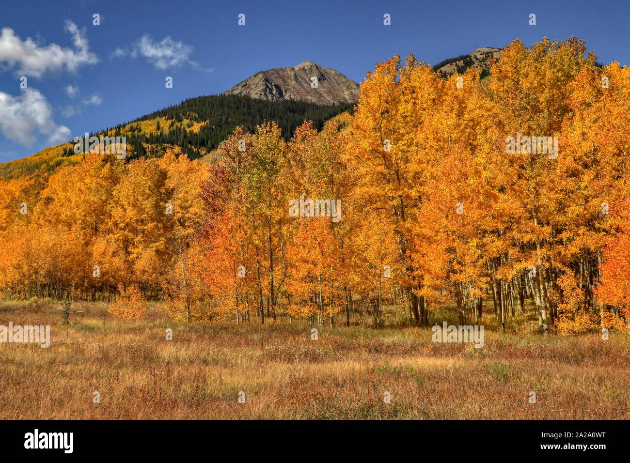 Colorado Tremble Arbres Banque D'Images