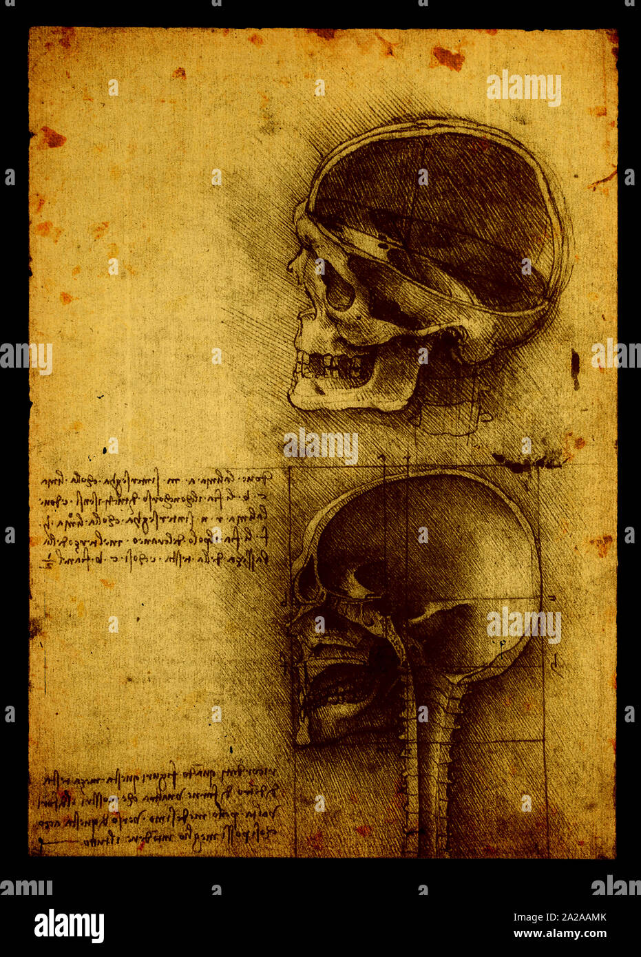 Close up of Old dessins anatomiques de Léonard de Vinci Banque D'Images