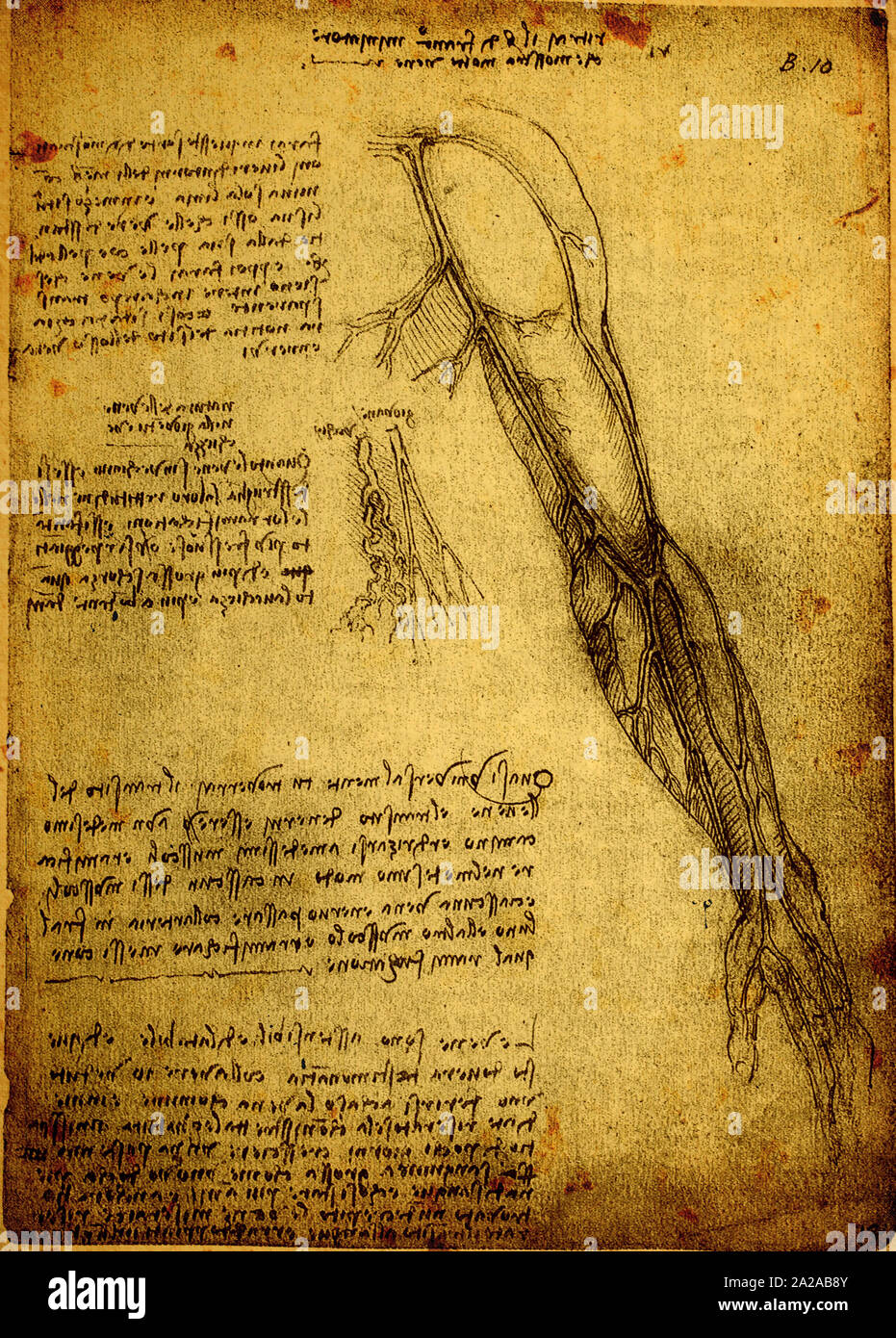 Close up of Old dessins anatomiques de Léonard de Vinci Banque D'Images