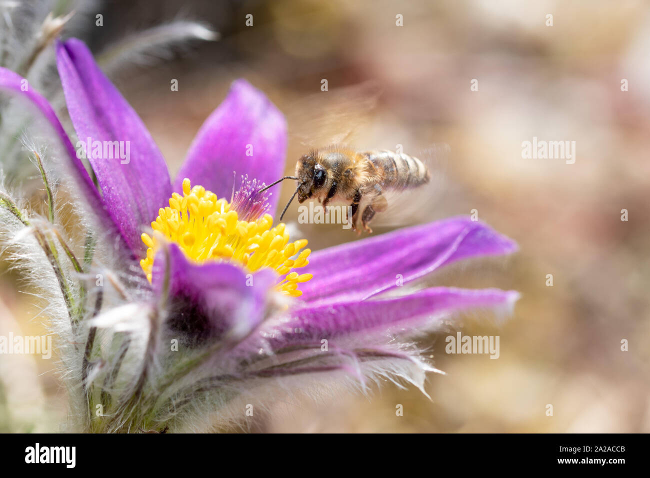 Anémone pulsatille (pulsatilla vulgaris, pasqueflower) est une espèce de passereau appartenant à la famille (Ranunculaceae), trouvés localement sur Banque D'Images