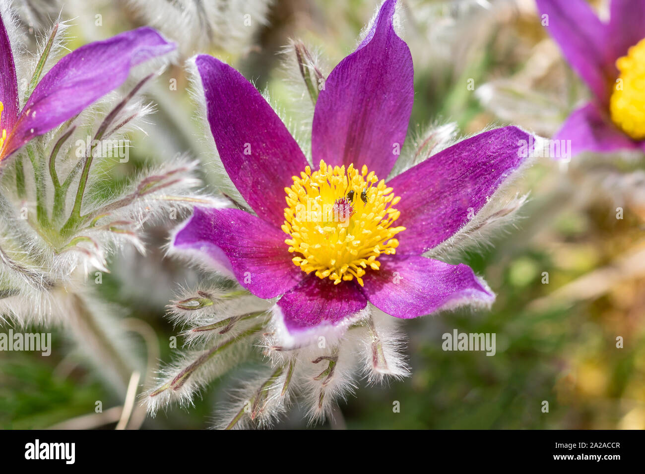 Anémone pulsatille (pulsatilla vulgaris, pasqueflower) est une espèce de passereau appartenant à la famille (Ranunculaceae), trouvés localement sur Banque D'Images