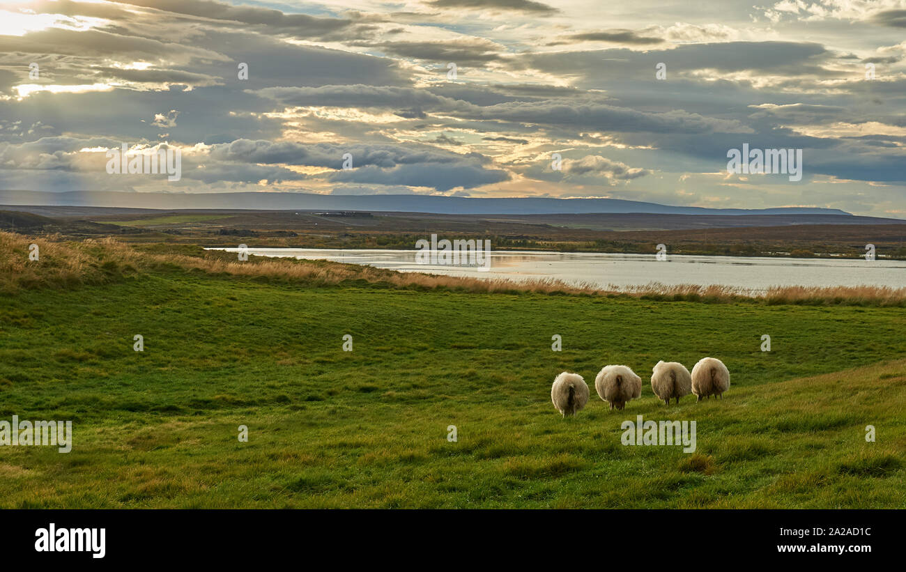 Quatre moutons à la recherche dans le même sens au lac Myvatn Banque D'Images