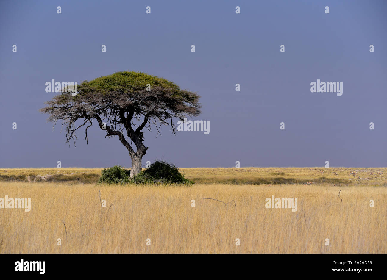 Superbe paysage de savane avec lone Acacia dans Etosha National Park. La Namibie Banque D'Images