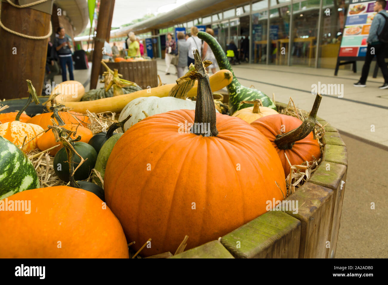 L'Eden Project entrée avec un écran couleur de citrouilles à l'extérieur de la salle des billets Banque D'Images