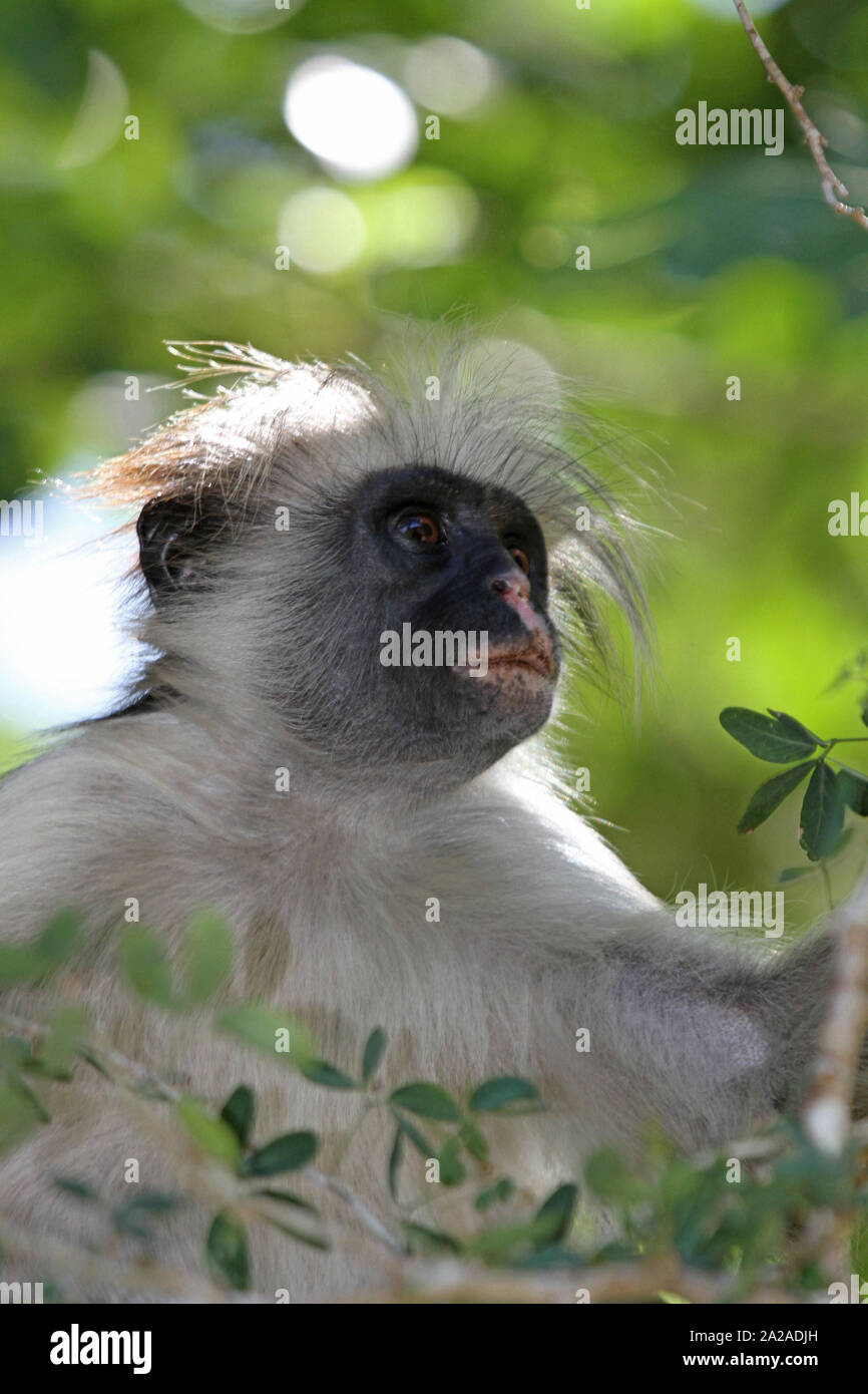 Red monkey dans Zanzibar procolobus kirkii, arbre, Zanzibar, l'île de Unguja, Tanzanie. Banque D'Images