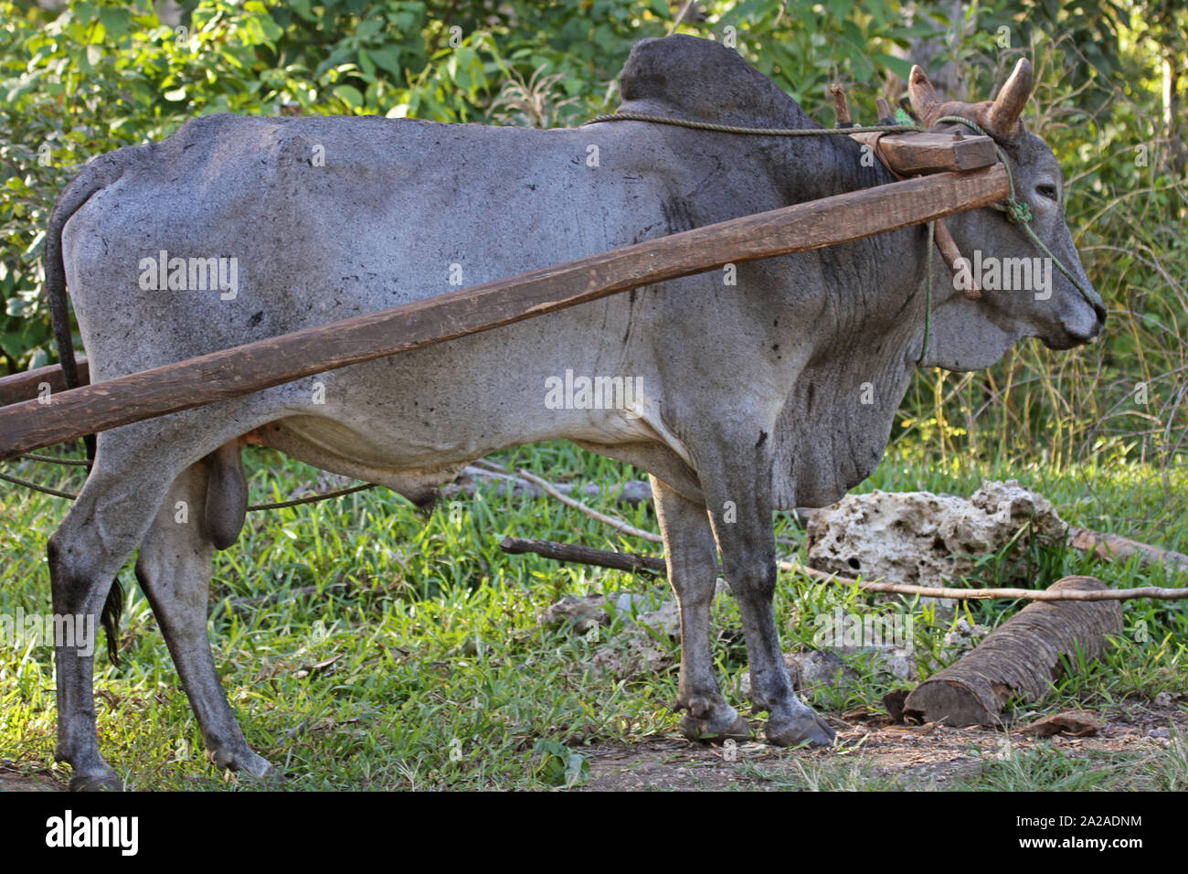 Nguni gris bull, Zanzibar, l'île de Unguja, Tanzanie. Banque D'Images