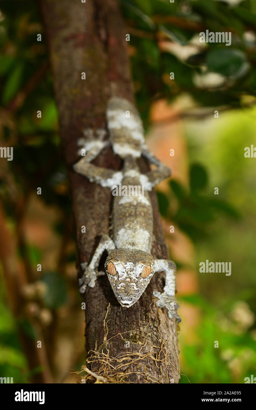 Gecko à queue de feuille moussus (Uroplatus sikorae) sur un arbre. Le Parc National Andasibe, Madagascar Banque D'Images