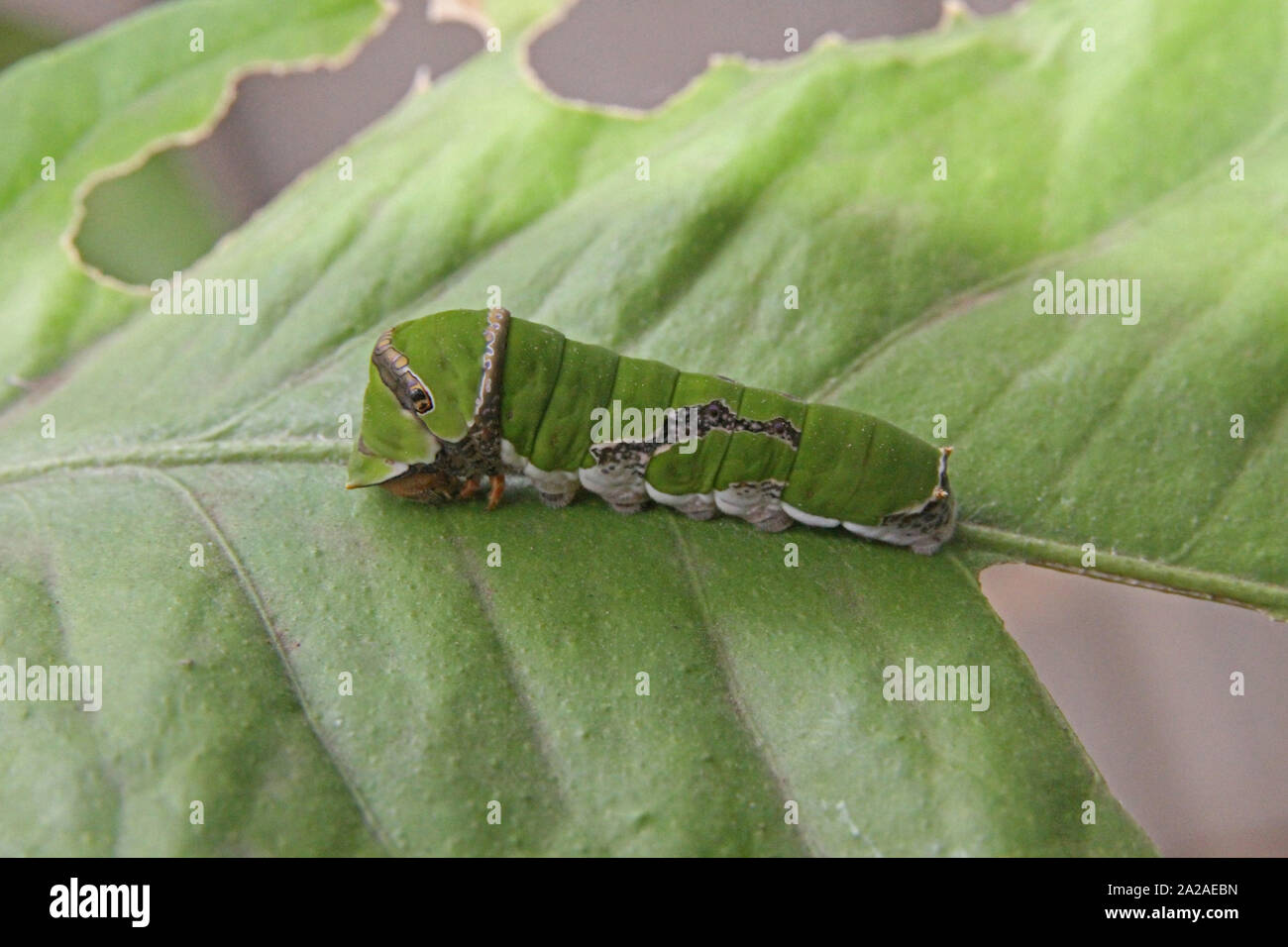 Citrus swallowtail butterfly caterpillar sur feuille de citron, (Papilio caravaggio collier style necklace), Moreleta Park, Pretoria, Afrique du Sud. Banque D'Images
