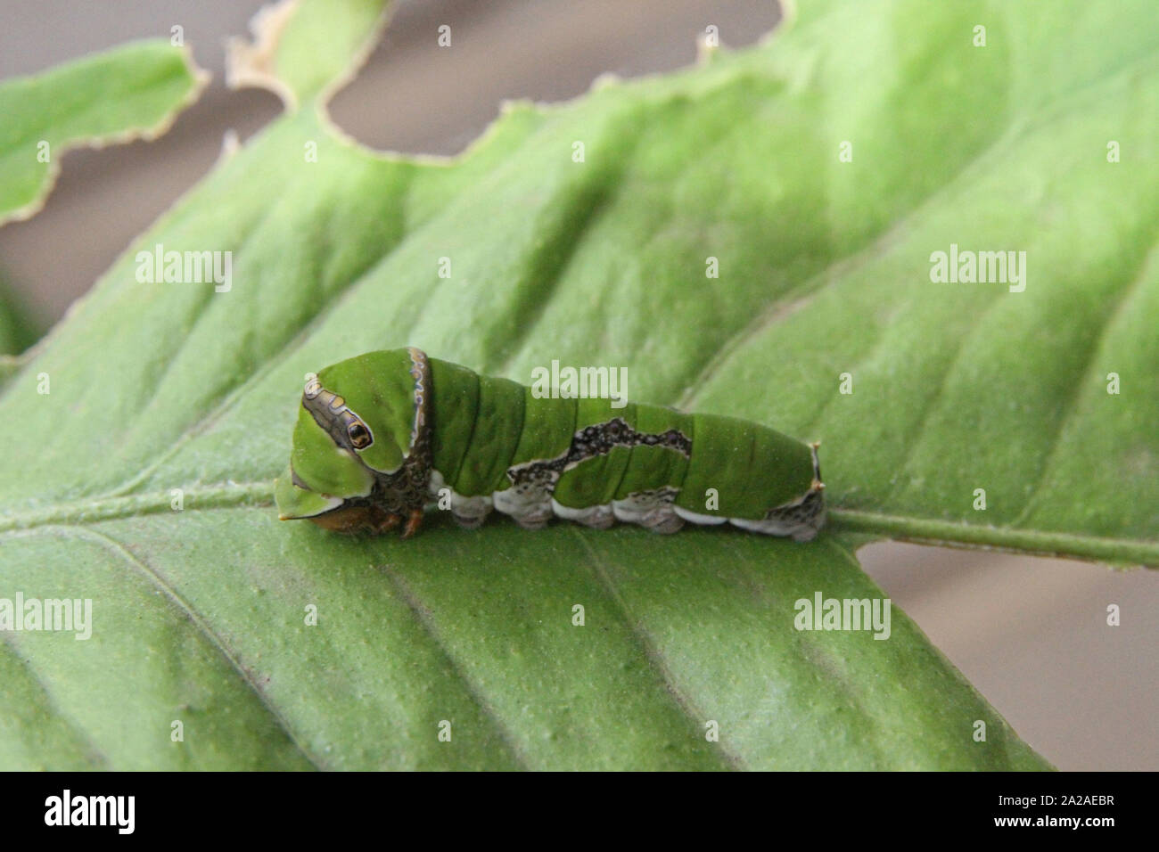 Citrus swallowtail butterfly caterpillar sur feuille de citron, (Papilio caravaggio collier style necklace), Moreleta Park, Pretoria, Afrique du Sud. Banque D'Images