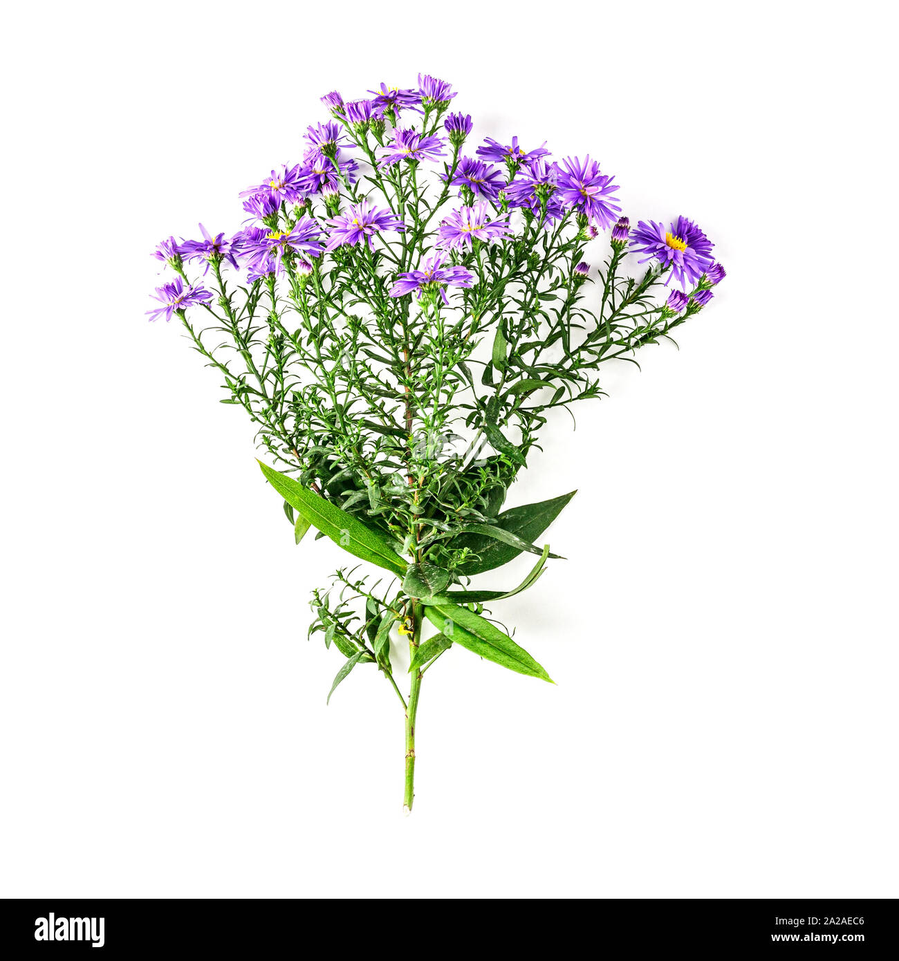La direction générale de l'aster bleu avec des fleurs, des feuilles et de la tige à l'automne jardin. Arrangement de fleurs sur fond blanc. Haut de la vue, télévision lay. Élément de design floral Banque D'Images