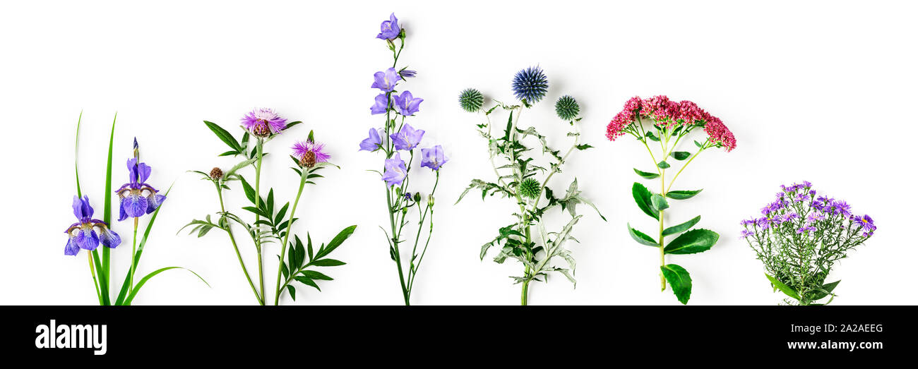 Chardon, la centaurée, campanula, Sedum, aster et iris fleurs collection. Fleurs roses et bleus dans l'arrangement de jardin isolé sur fond blanc. Top v Banque D'Images