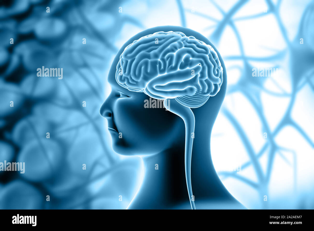 L'anatomie du cerveau humain sur les antécédents médicaux. 3d illustration Banque D'Images