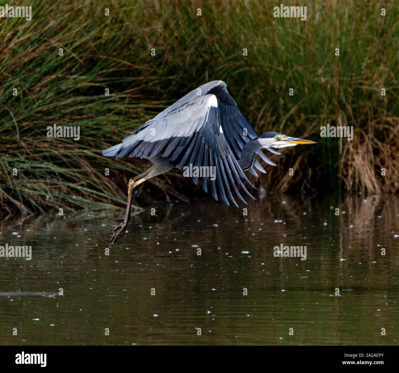 Ce Heron juste pris le vol et j'ai été capable de la capturer. On dirait que c'est en haussant les épaules Banque D'Images