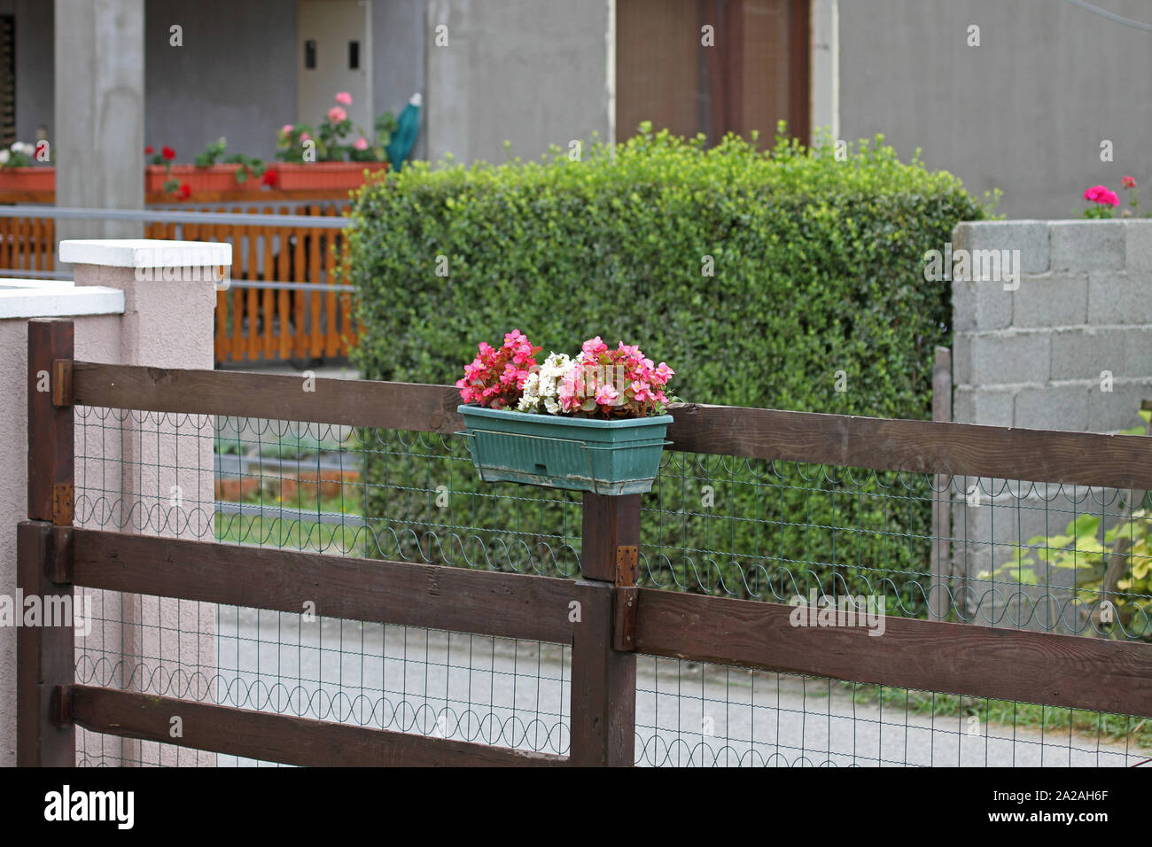Bégonia rose et blanc des plantes en pot à fleurs accrochées sur avant clôture d'une maison, Belgrade, Serbie. Banque D'Images