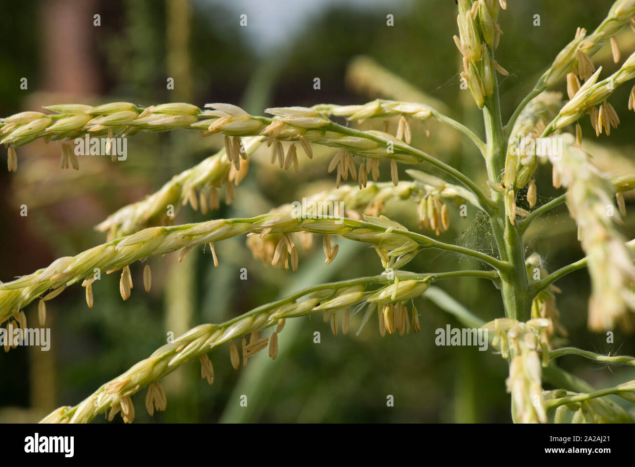 Maïs doux ou du maïs (Zea mays) ouvrir la floraison mâle glands avec anthères exposés et l'excrétion du pollen, Berkshire, Août Banque D'Images