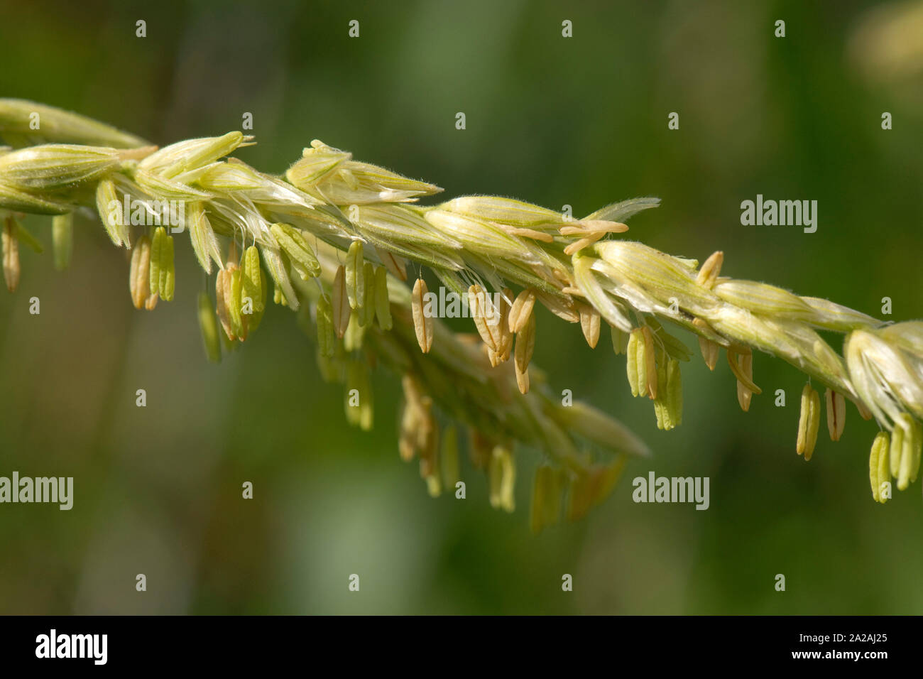 Maïs doux ou du maïs (Zea mays) ouvrir la floraison mâle glands avec anthères exposés et l'excrétion du pollen, Berkshire, Août Banque D'Images