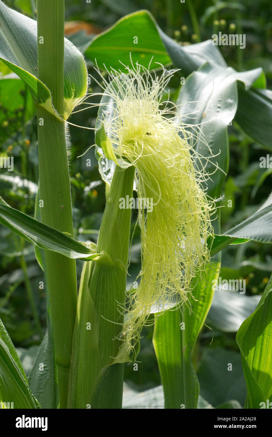 Maïs doux ou du maïs (Zea mays) silk exposé au-dessus de la cosse sur la rafle et réceptifs à dispersées par le vent le pollen des panicules mâles Banque D'Images