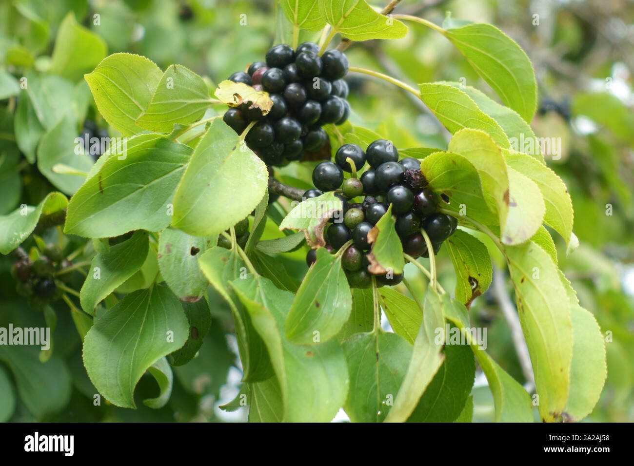 Feuilles et baies d'ou la purge le nerprun cathartique (Rhamnus cathartica) à la fin de l'été, Berkshire, Août Banque D'Images