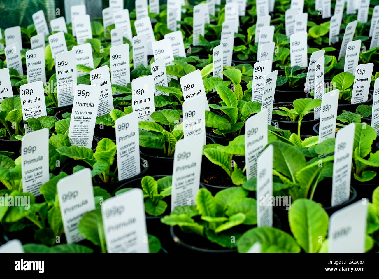 Pots d'objets victoriens Primula plantes dentelle lilas en vente dans un centre de jardin pépinière. Banque D'Images