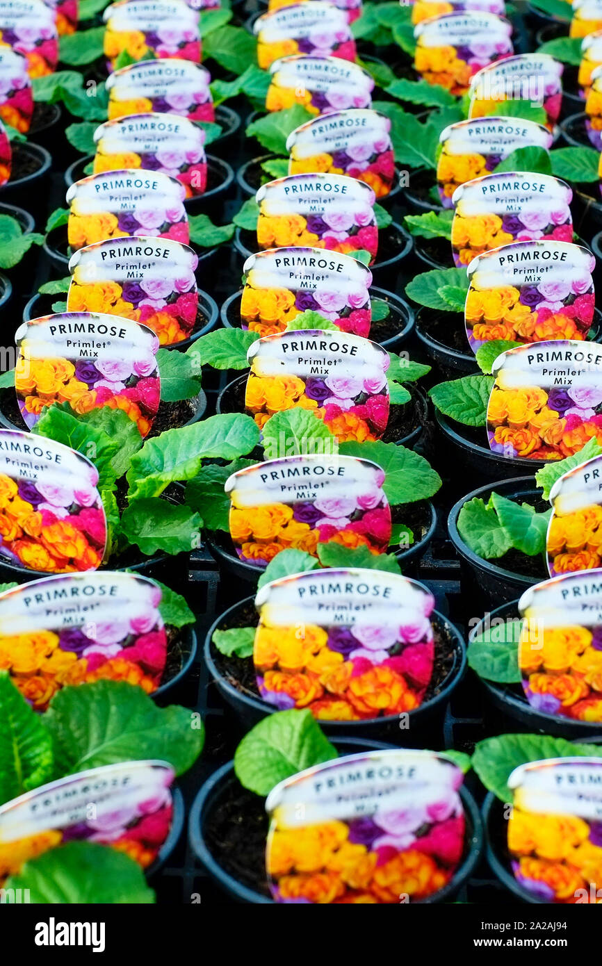 Des pots de plantes Primrose en vente dans un centre de jardin pépinière. Banque D'Images