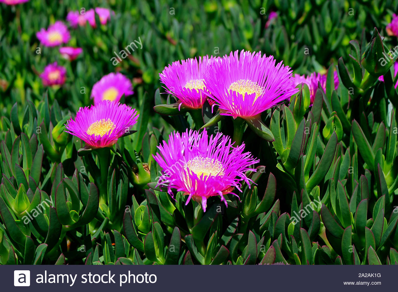 Plante De Carpobrotus Edulis Avec Des Fleurs Rose Vif Griffe De Chat Avec Des Feuilles Vert Vif Et Pourpre Aux Extremites Hottentot Fig Photo Stock Alamy Plante De Carpobrotus Edulis Avec Des Fleurs Rose Vif Griffe De Chat Avec Des Feuilles Vert Vif Et Pourpre Aux Extremites Hottentot Fig Photo Stock Alamy