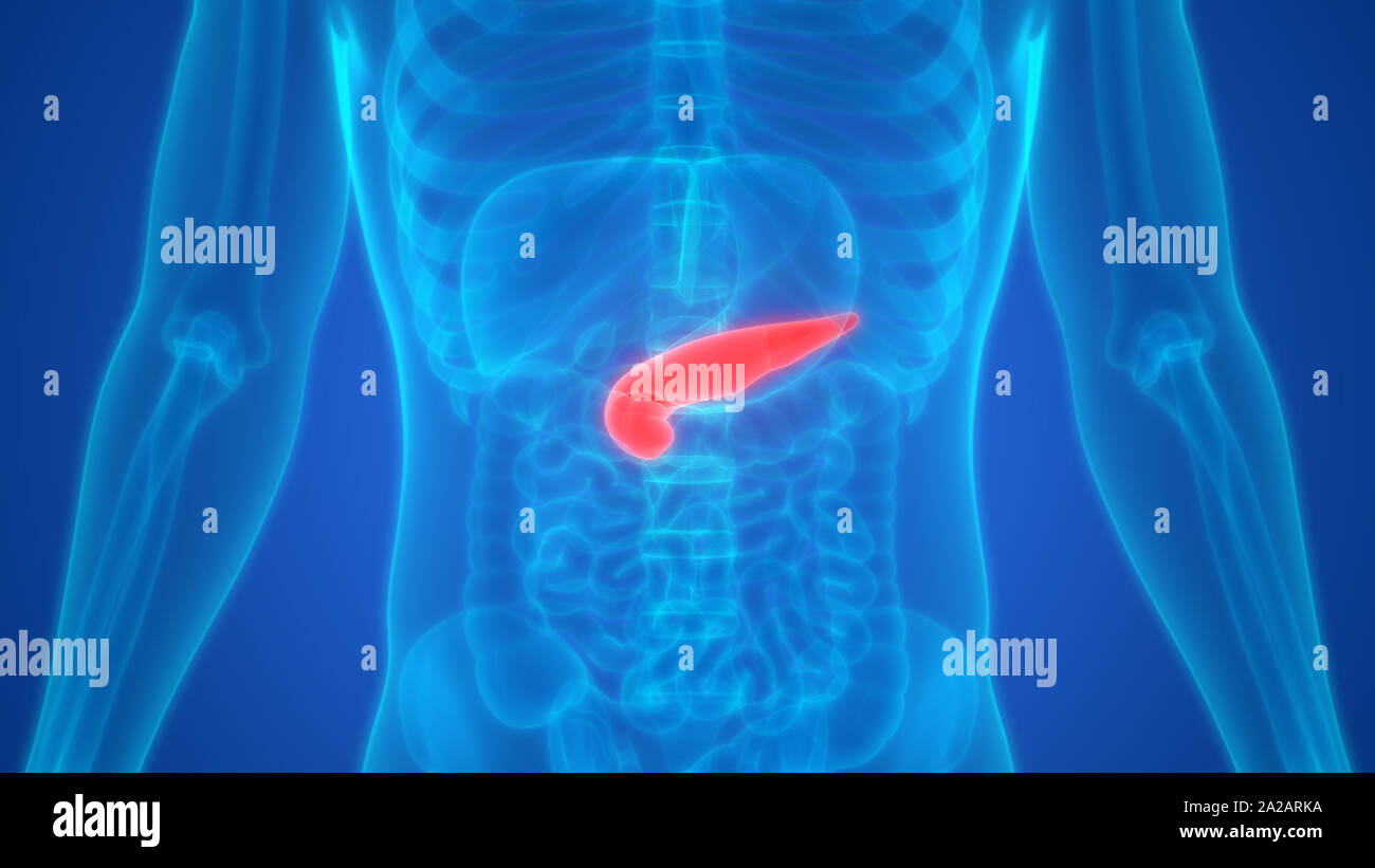 Les droits de l'anatomie du pancréas Organe digestif interne Banque D'Images