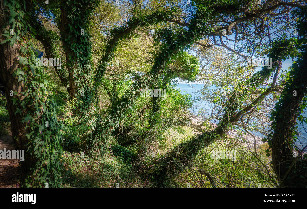 Arbres couverts de lierre sur Broagerland Gendarmstien, Danemark Banque D'Images