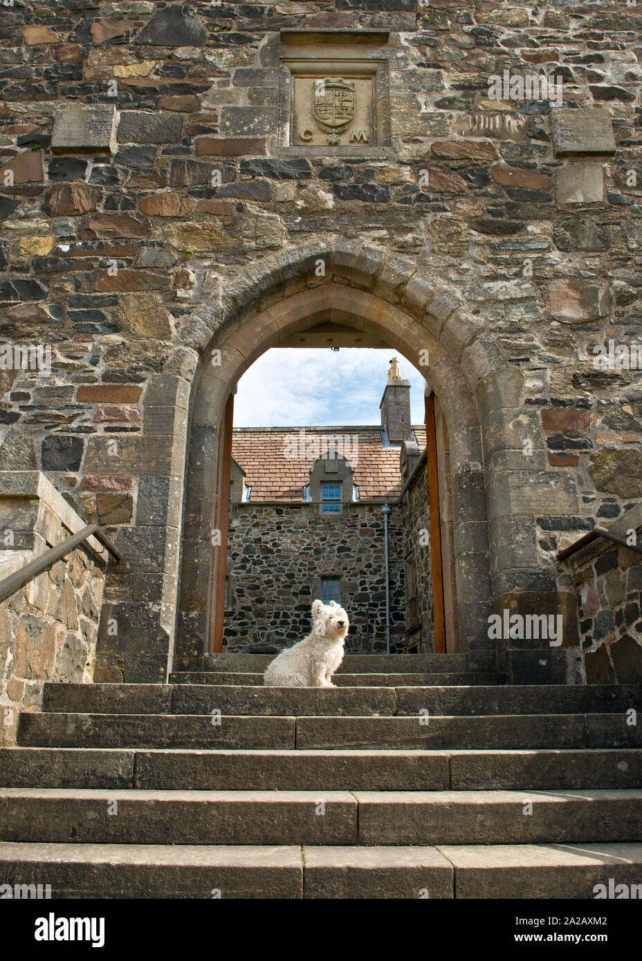 Chien Scottie blanc sur les mesures et l'entrée de Duart Castle. Isle of Mull, Scotland Banque D'Images