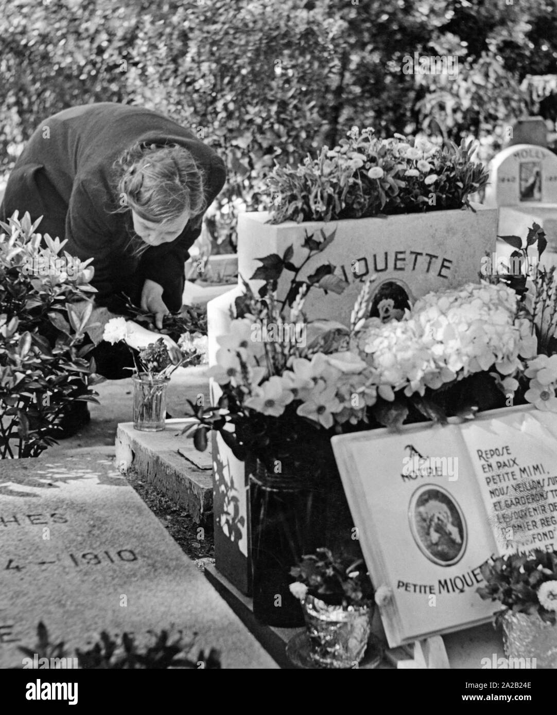 Dans un cimetière pour animaux à Paris, une femme s'occupe de la tombe. Photo non datée, probablement dans les années 1950. Banque D'Images