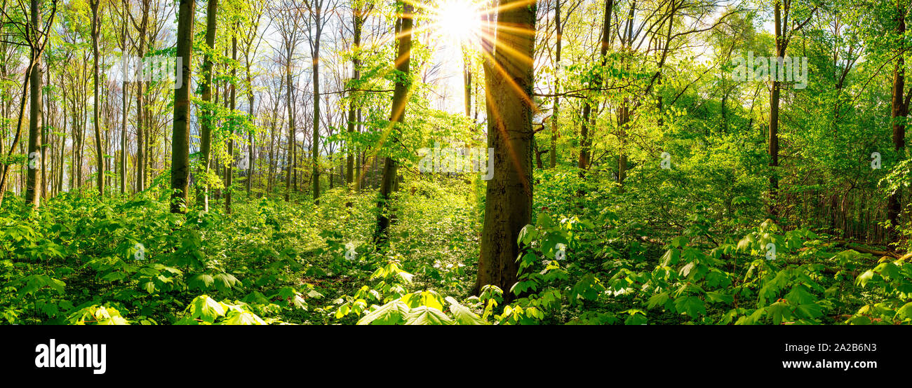 Wald im Frühling, Panorama durch mit Bäumen Sonne scheinender Banque D'Images