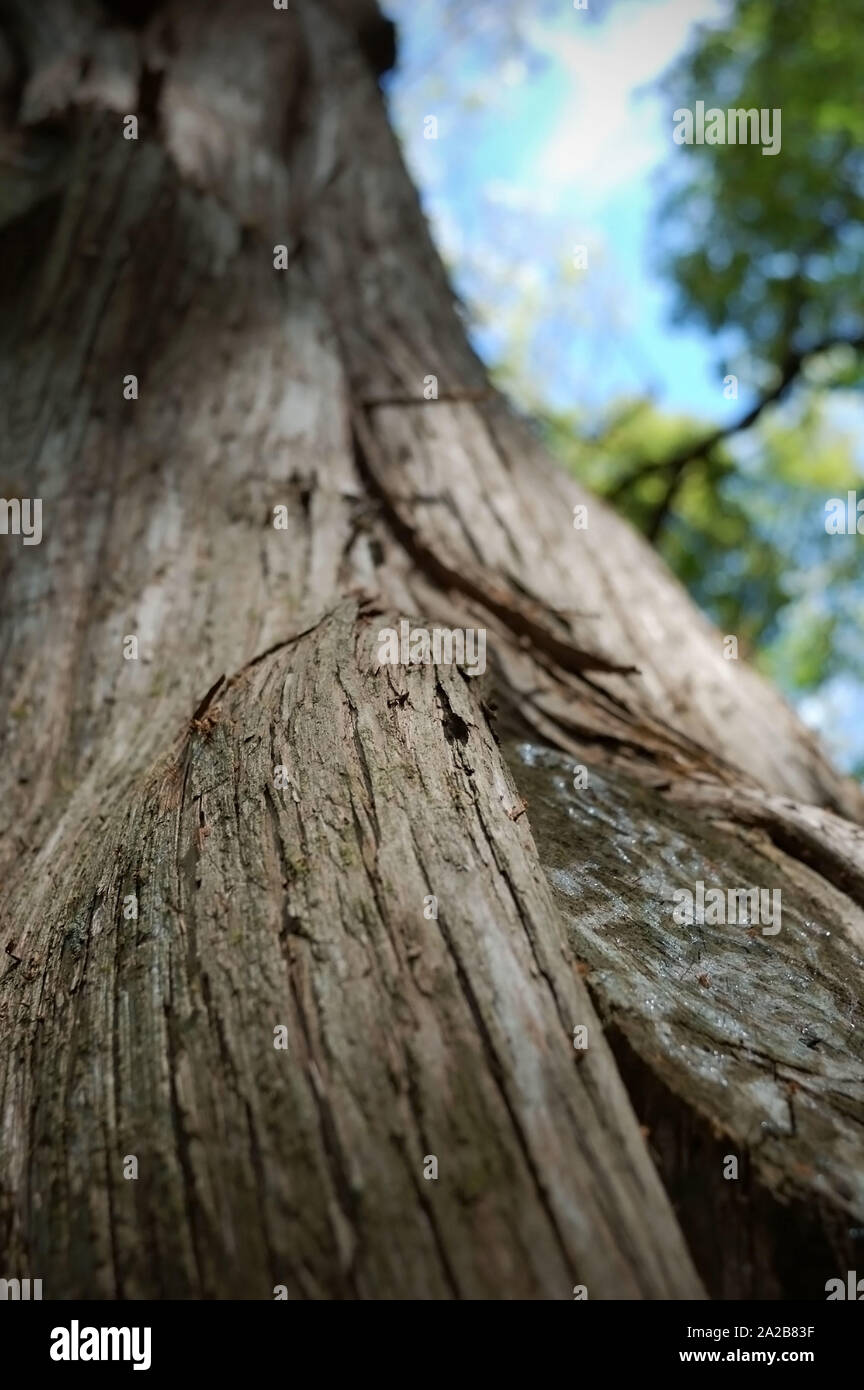 Libre tourné d'un cèdre rouge de l'est arbre. Banque D'Images