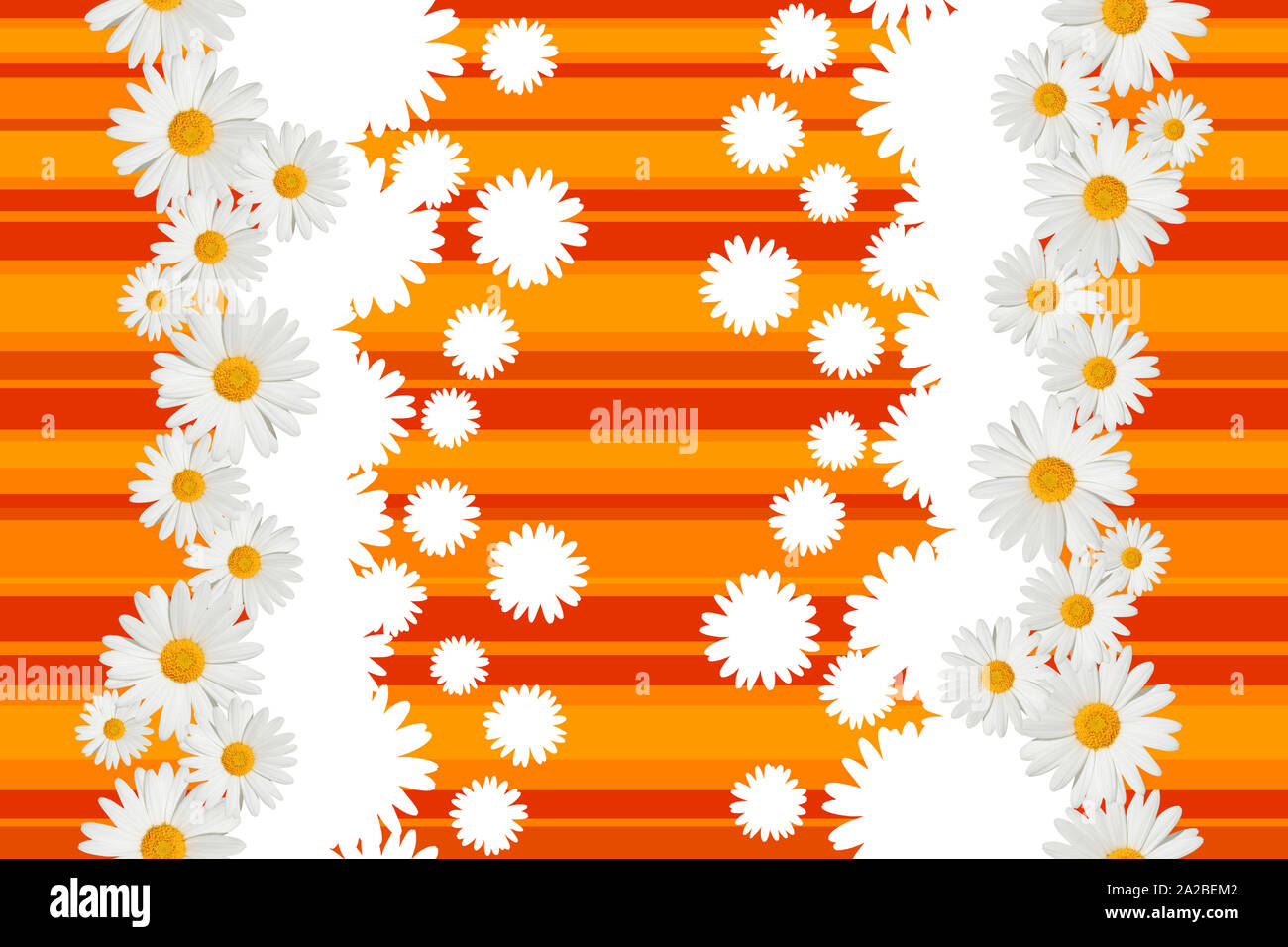 Fleurs daisy blanc transparent sur fond orange clair ou foncé. Banque D'Images