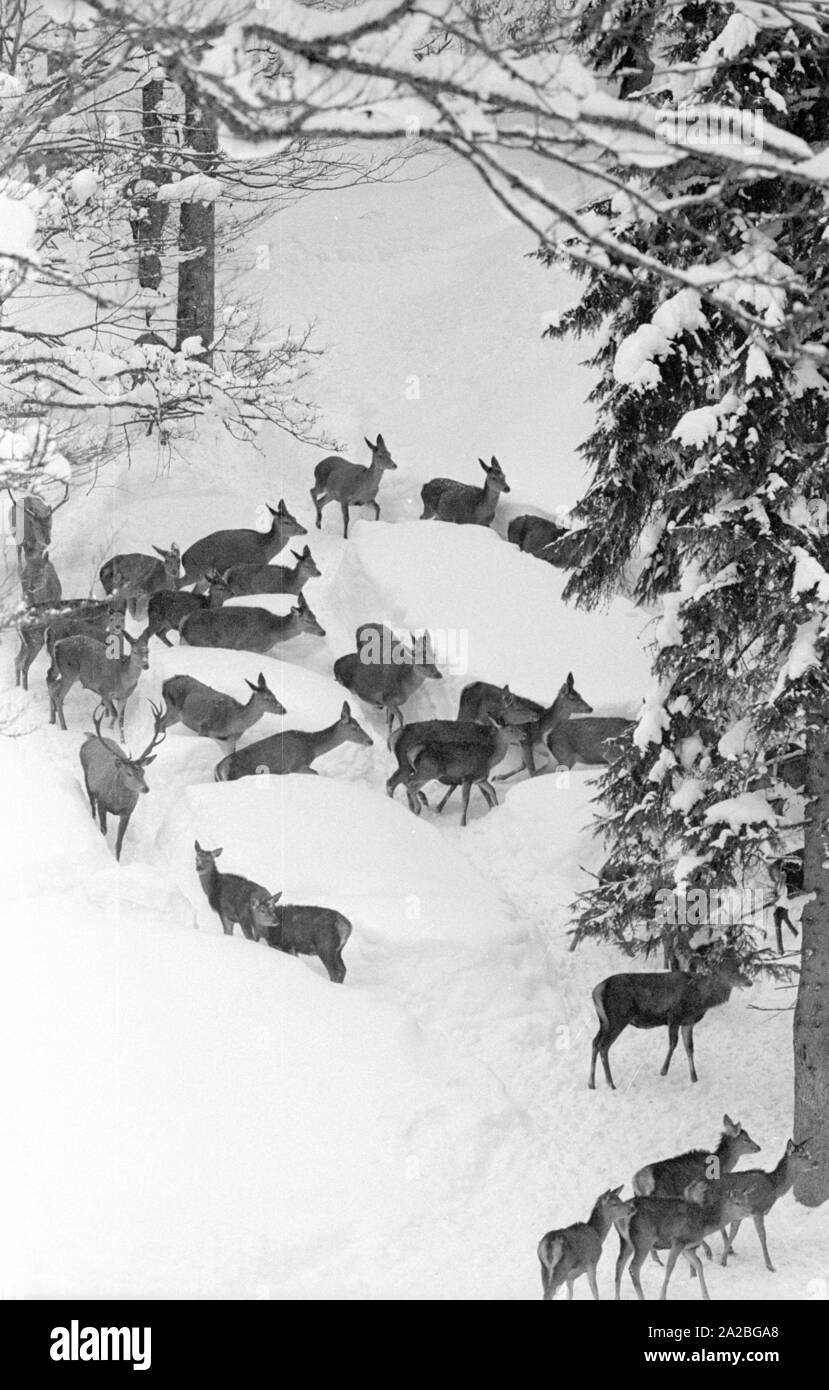 Nourrir les cerfs en hiver. Banque D'Images