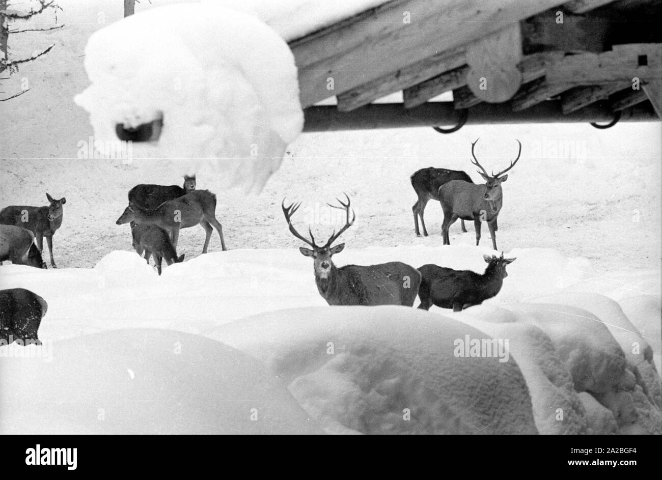 Nourrir les cerfs en hiver. Banque D'Images