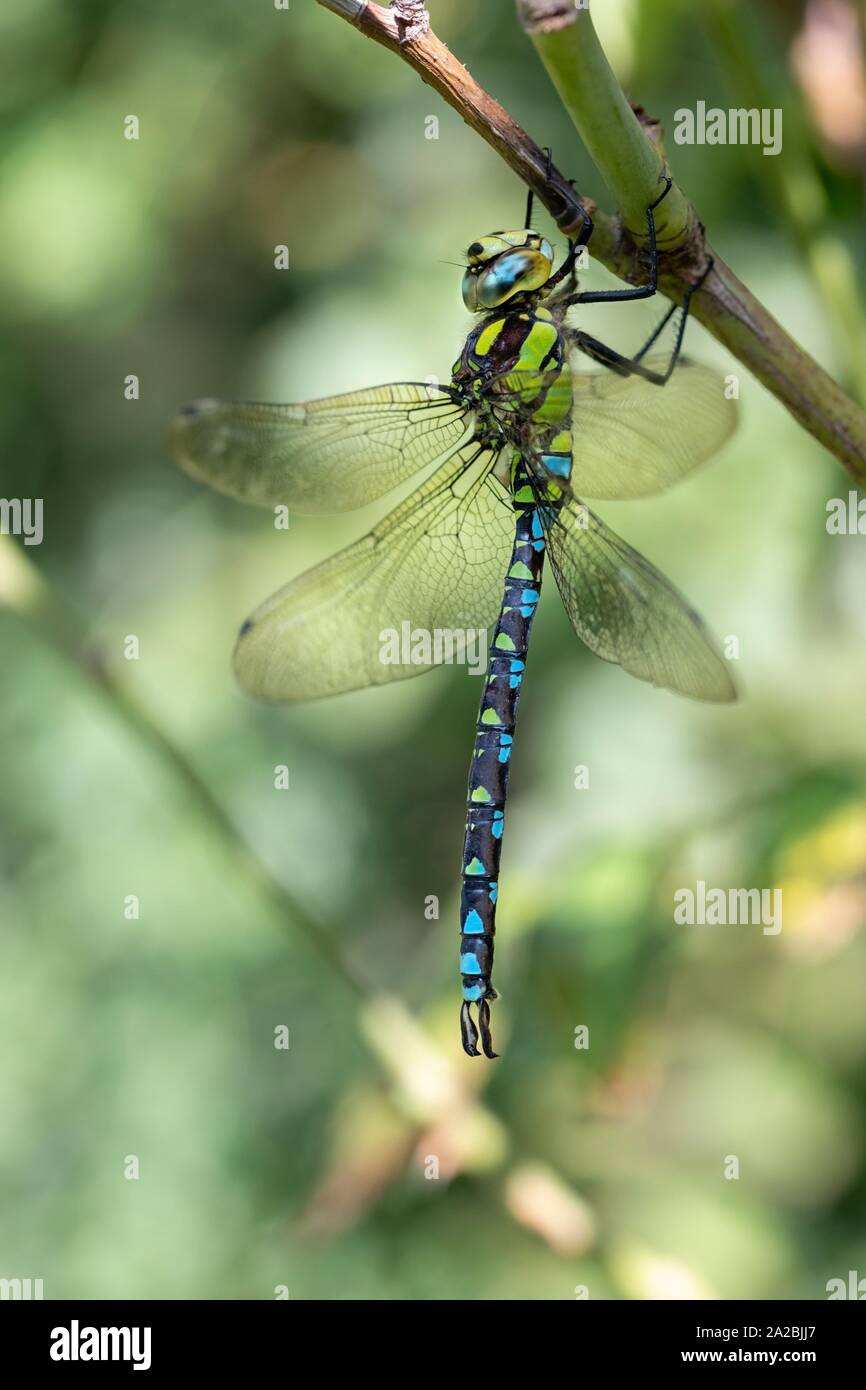 Libellule verte et bleue Banque de photographies et d’images à haute — free download