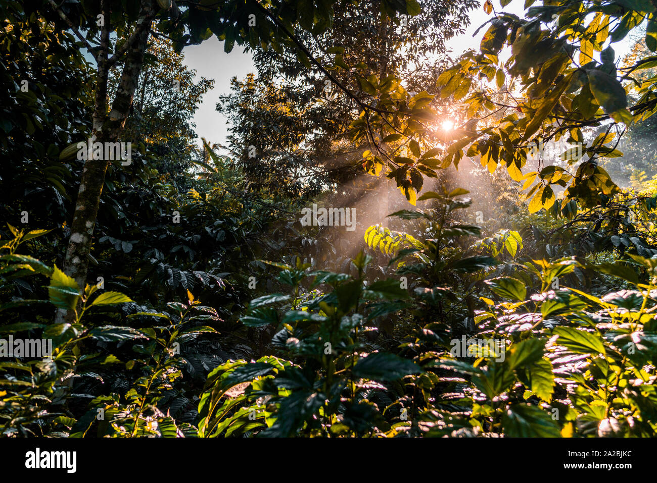 Des forêts tropicales denses au lever du soleil Banque D'Images
