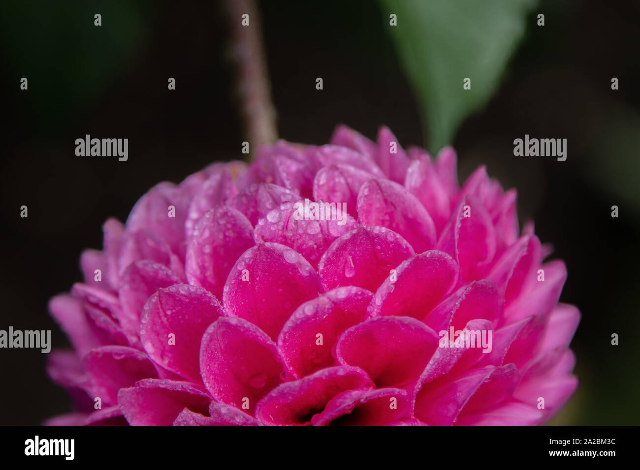 Dahlia rose couverte de gouttelettes d'eau Banque D'Images