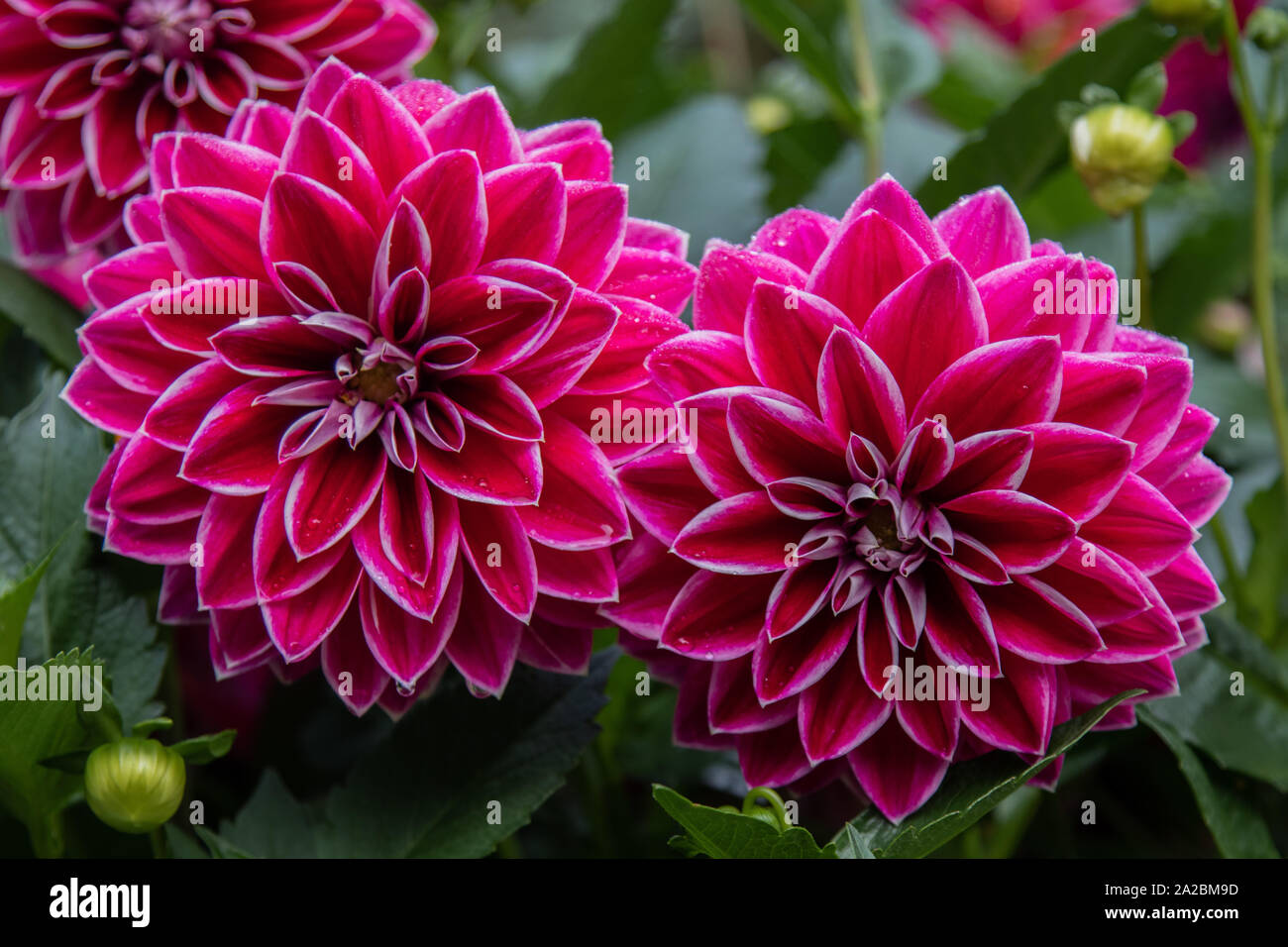 Dahlia's violet dans un parc de Cambridgeshire Banque D'Images