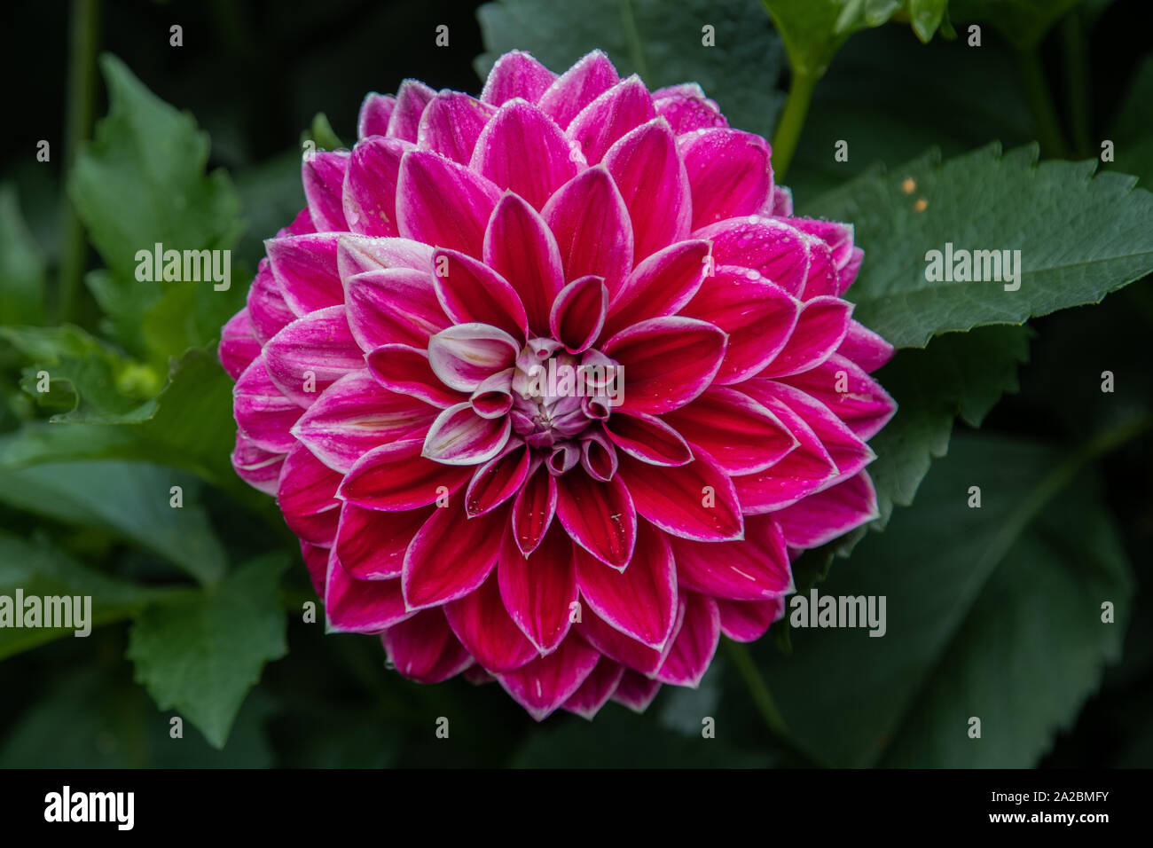 Dahlia's violet dans un parc de Cambridgeshire Banque D'Images