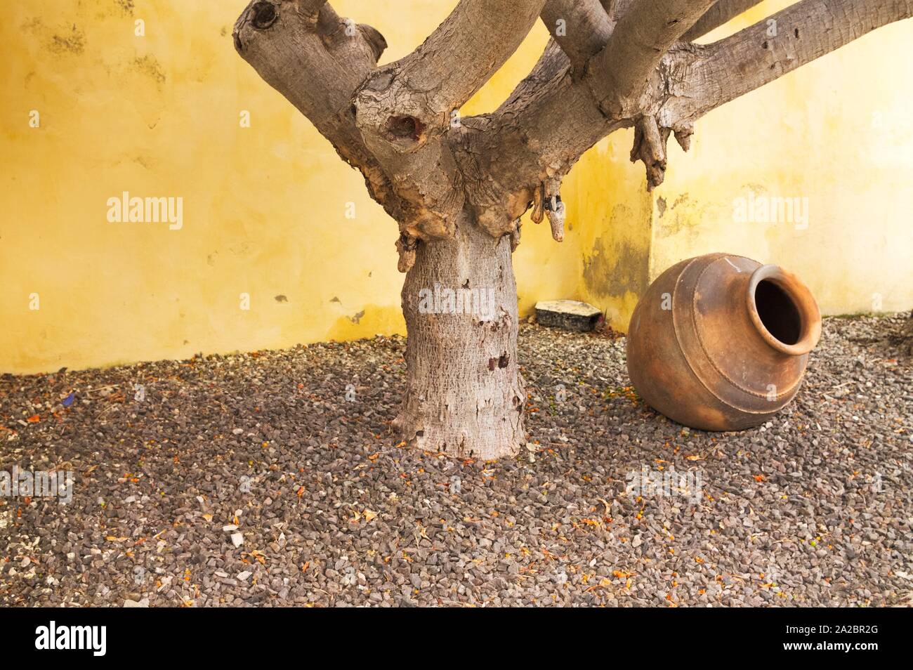 L'amphora isolés sous l'arbre dans le jardin et un mur jaune arrière-plan (Madère, Portugal) Banque D'Images