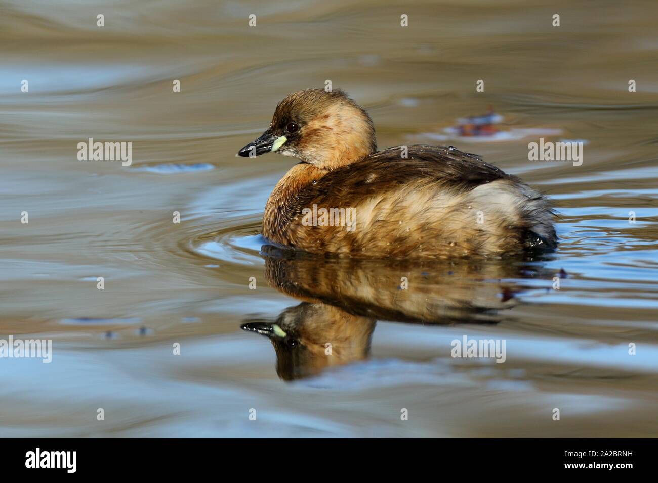 Grèbe castagneux (Tachybaptus ruficollis), robe simple, natation sur un étang, Wiesbaden, Hesse, Allemagne Banque D'Images