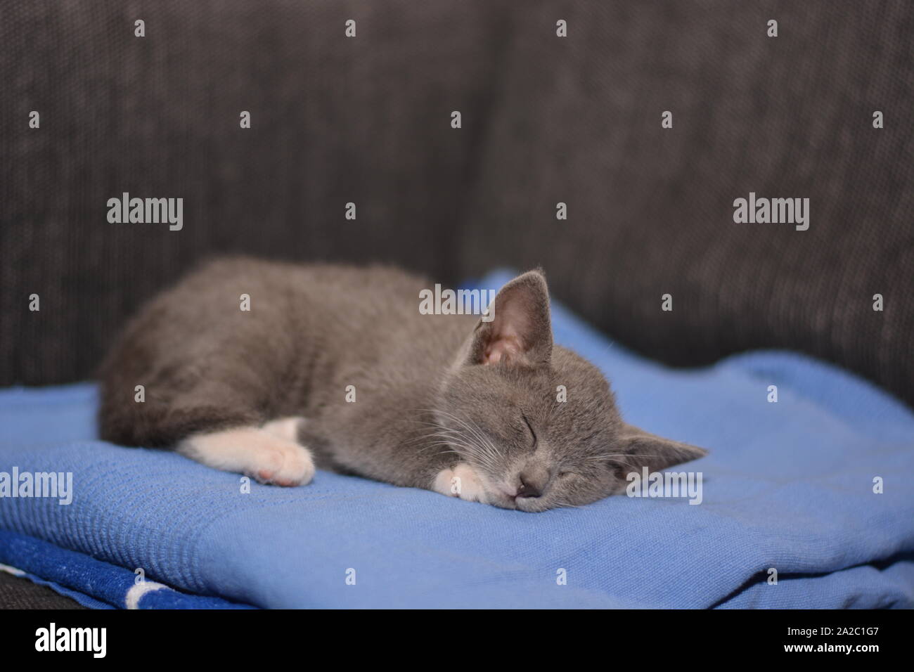 Chat Bleu Russe Dormant Banque D Image Et Photos Alamy Chat Bleu Russe Dormant Banque D Image Et Photos Alamy
