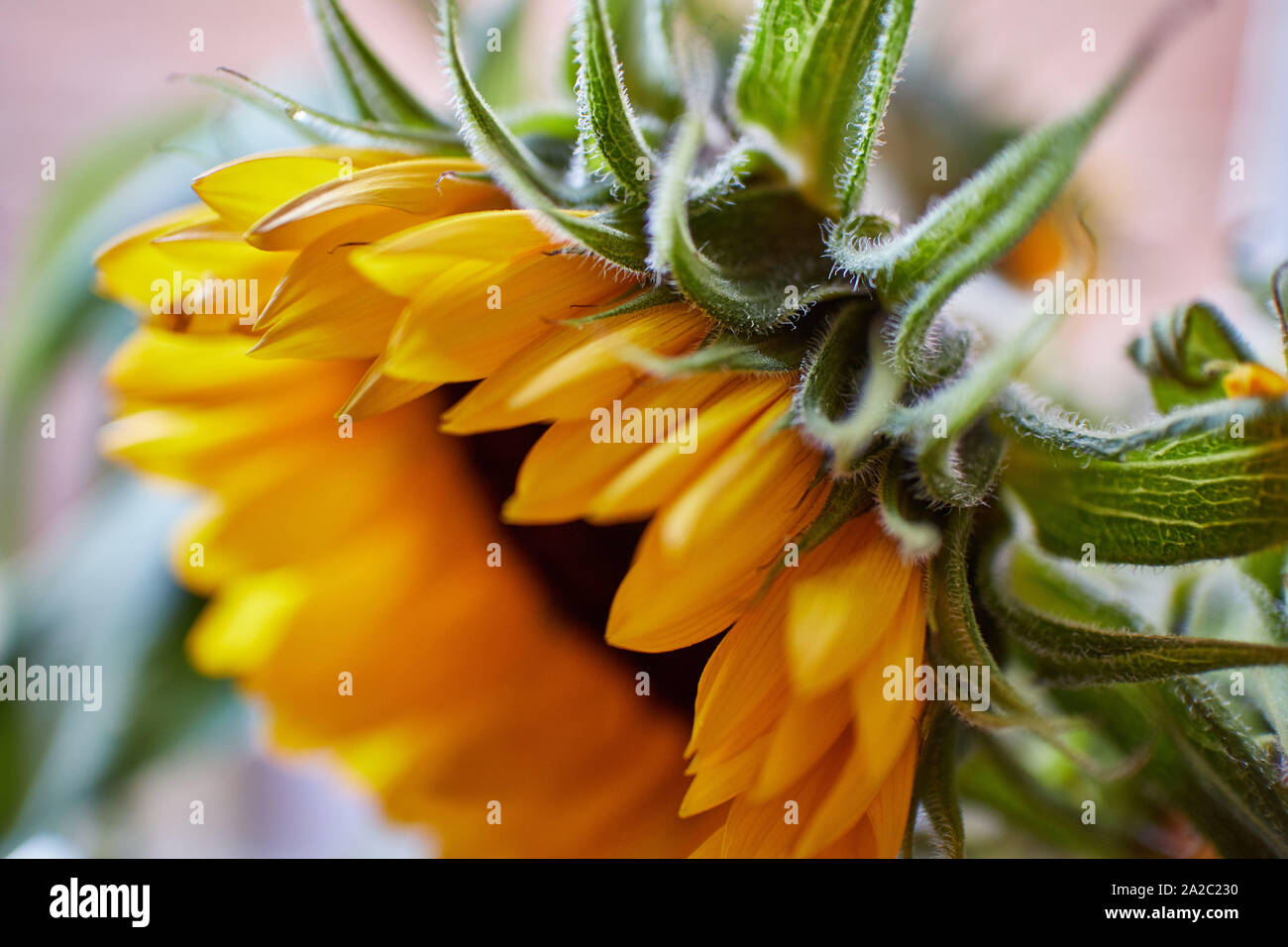 Vue d'en haut d'un magnifique, vibrant jaune tournesol (Helianthus) à la recherche d'une radieuse journée d'été. Banque D'Images