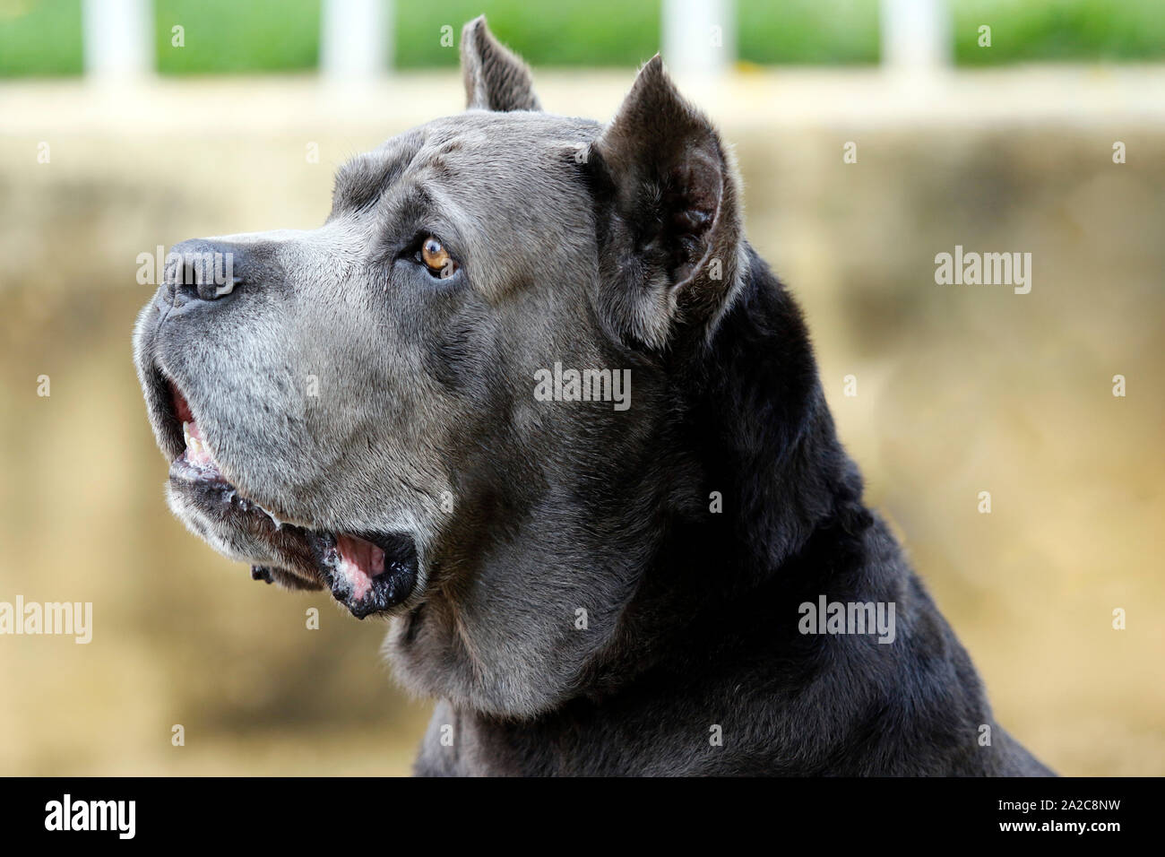 Le chien de race Cane Corso d'âge adulte en pose hautaine Banque D'Images